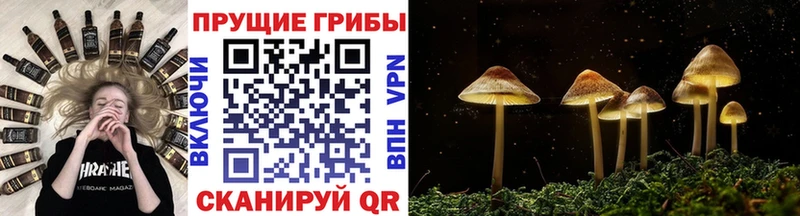 Купить  Каменногорск  Галлюциногенные грибы Cubensis 